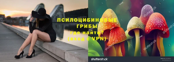 стаф Алзамай
